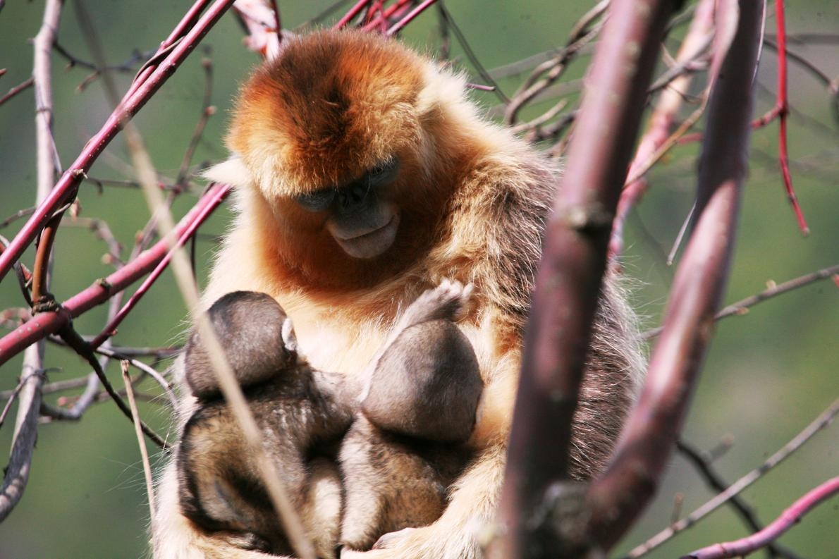 中國的研究員在研究這些猴子好幾年後，才發現一名母親同時哺乳兩名幼猴的現象。同時，他們也才意識到異母哺乳的行為在這個物種中非常普遍。 PHOTOGRAPH BY ZUOFU XIANG