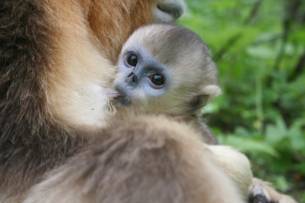 研究人員斷定：異母哺乳讓幼猴在冬天更有生存優勢。 PHOTOGRAPH BY ZUOFU XIANG