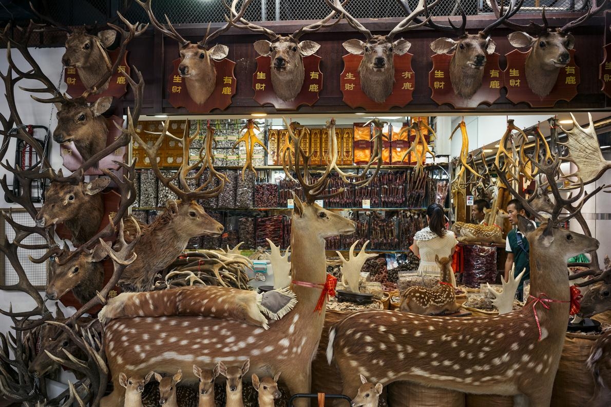 在中國廣州某市場的一間鹿製品專賣店，其內售有鹿茸、鹿鞭及鹿筋等中藥材。PHOTOGRAPH BY FRITZ HOFFMANN