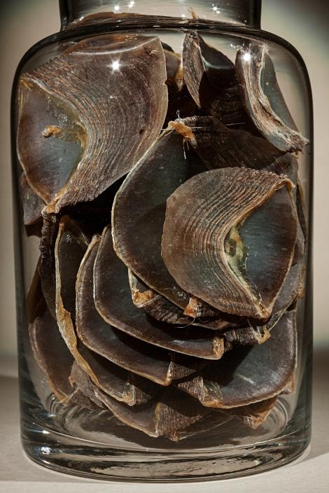 在廣口瓶中的穿山甲鱗片是傳統中醫的一味生藥。穿山甲之所以是世界上盜獵與走私最嚴重的動物，部分原因出自於人們認為牠們的鱗片具有療效，但這在科學上絲毫站不住腳。PHOTOGRAPH BY FRITZ HOFFMANN