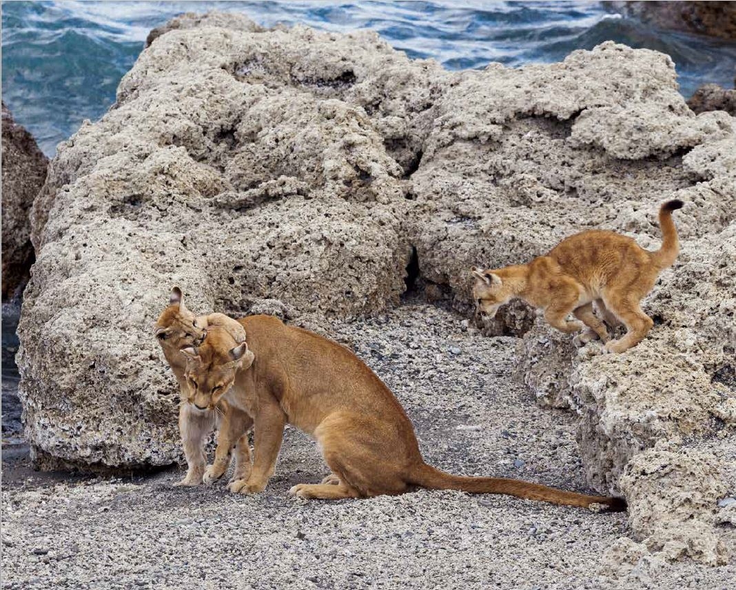 美洲獅似乎喜歡和牠的幼崽在白色石灰岩地上扭打在一起。岩石能保留陽光的溫暖，替這些大貓提供了絕佳的保護──儘管智利的美洲獅並沒有除了人類以外的天敵。