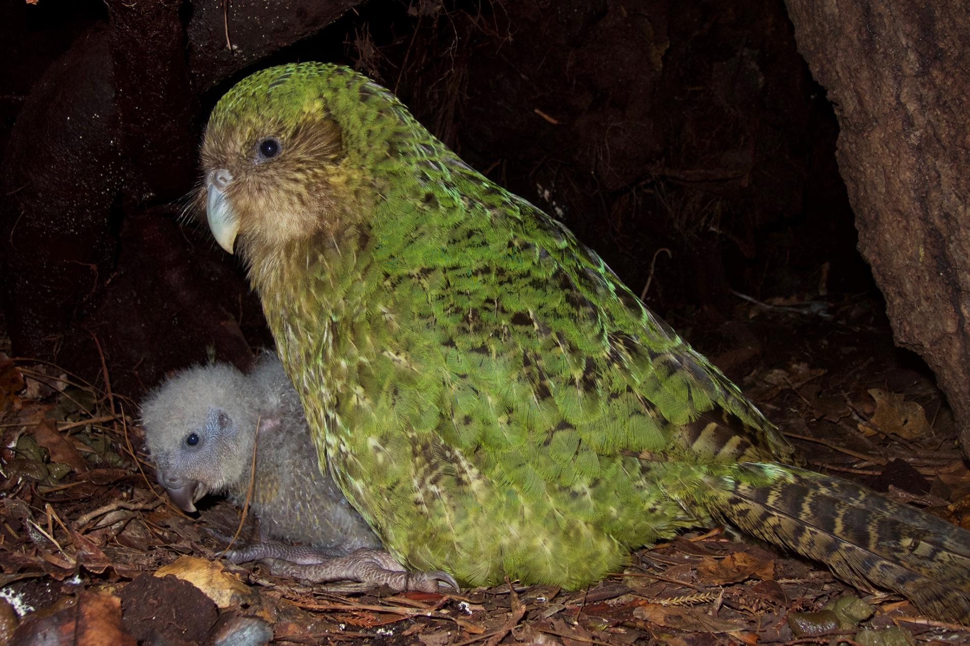 在紐西蘭科德菲什島（Codfish island，毛利語為Whenua Hou），一隻雌性鴞鸚鵡與牠的幼鳥坐在一起。這些特別的鸚鵡是無法飛行的夜行性動物，而且處於極危狀態（critically endangered），全世界僅存147隻成鳥。 PHOTOGRAPH BY ANDREW DIGBY