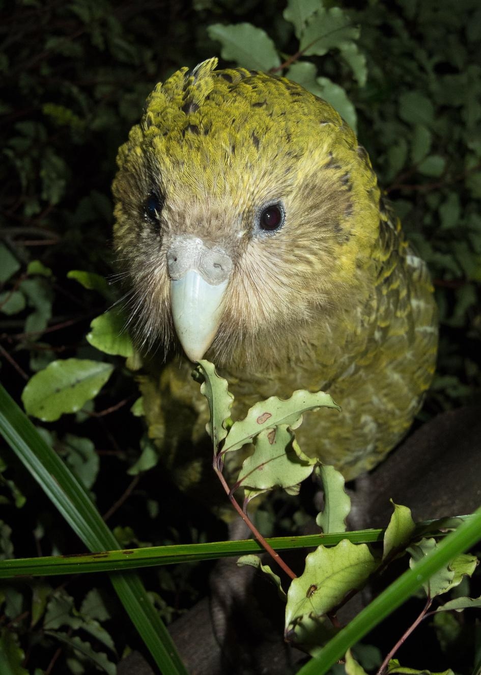 科學家正發揮創意，拯救紐西蘭這種不能飛的呆萌鸚鵡鴞鸚鵡已被轉移到紐西蘭外海三座無掠食者的島上，但隨著2019年被訂為繁殖季創紀錄的一年，牠們可能很快就需要新的領地。 PHOTOGRAPH BY ANDREW DIGBY