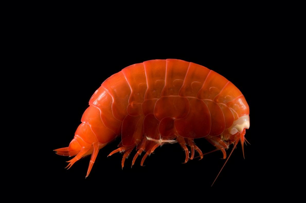 這隻狀似蝦子的微小深海端足類動物，把微小的塑膠碎片和微纖維吃下肚。 PHOTOGRAPH BY DAVID SHALE, MINDEN PICTURES