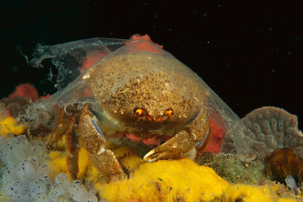 在澳洲的愛迪斯堡，一隻海綿蟹（sponge crab）在殼上覆蓋著一層透明的塑膠片。以往海綿蟹會把海綿鋪在殼上，以躲避掠食者。但塑膠這種人造覆蓋物的保護性不夠。 PHOTOGRAPH BY FRED BAVENDAM, MINDEN PICTURES/NAT GEO IMAGE COLLECTION