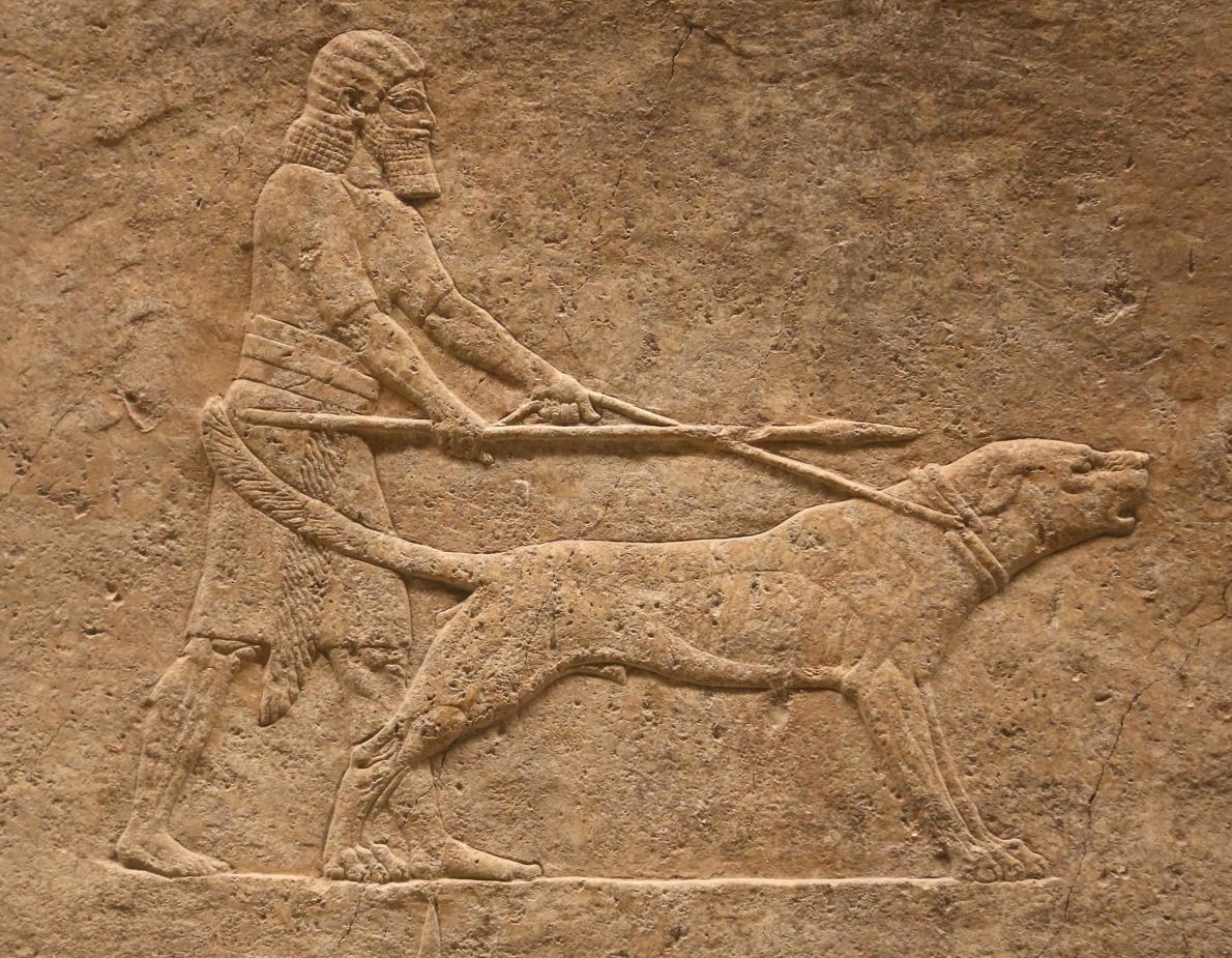 這個令人望而生畏的犬種被稱為「獒犬」（molosser），牠們是英國獒犬（mastiff）和聖伯納犬（St. Bernard）等現代品種的祖先。在這幅公元前7世紀新亞述帝國（Neo-Assyrian Empire）的浮雕中，這些獒犬正要去獵獅。這幅作品現存於尼尼微宮殿（Nineveh），位於現今的伊拉克。PHOTOGRAPH BY LANMAS, ALAMM
