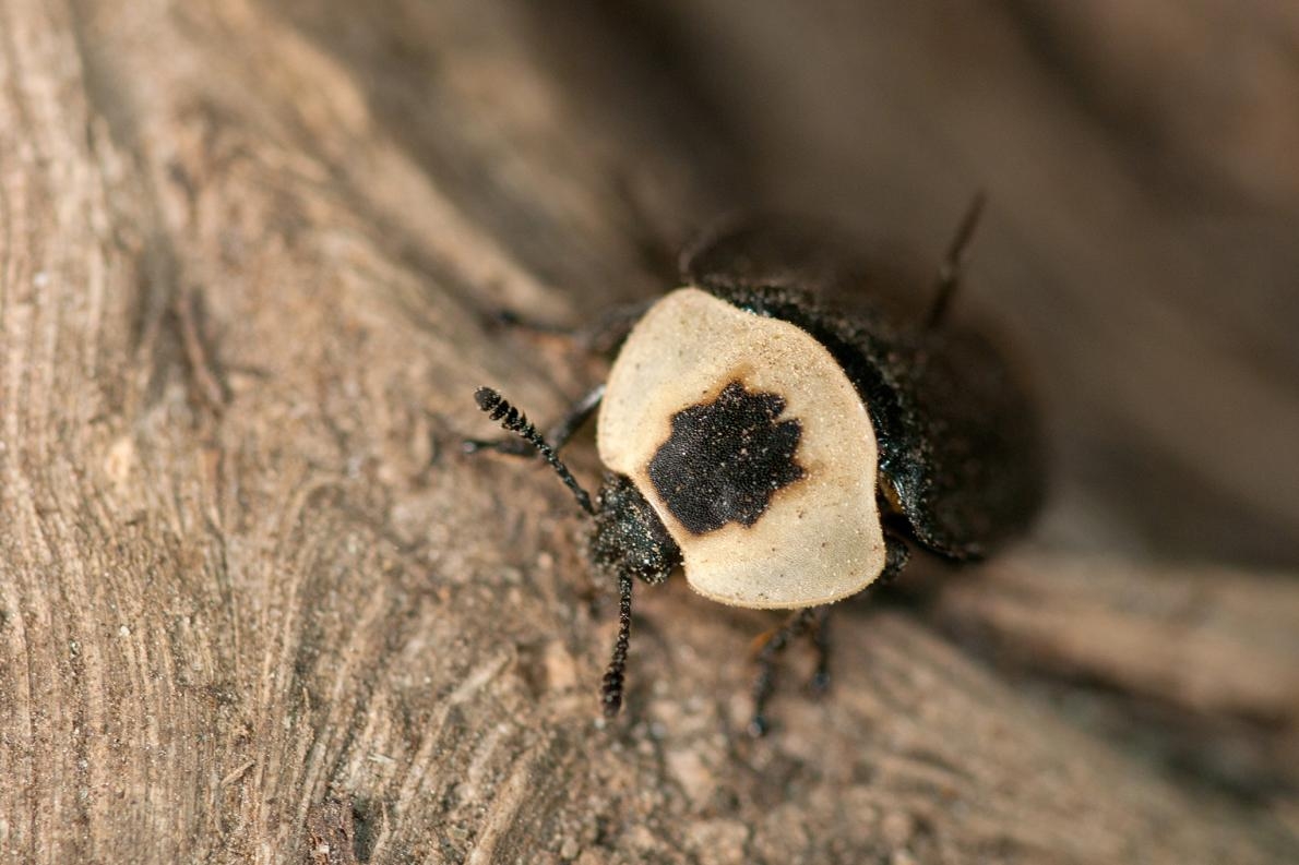 美洲埋葬蟲在腐肉中產卵。PHOTOGRAPH BY DARLYNE A. MURAWSKI, NAT GEO IMAGE COLLECTION