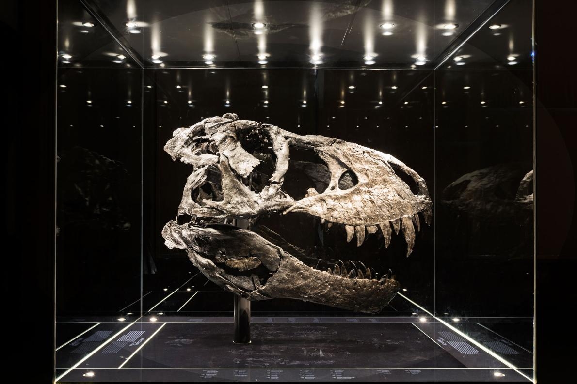 這個近乎完整的深黑色顱骨，是歐洲展出的最完整霸王龍標本，標本的個體還被取了個小名：Tristan Otto。這具標本的三百多塊骨頭中有170塊保存了下來，這具私人所有的骨骼標本極具科學價值，目前存放在德國的柏林自然博物館。這具12公尺長的化石於2010年在蒙大拿州著名的白堊紀晚期「地獄溪地層」所發掘，挖掘和準備工作歷時四年。
