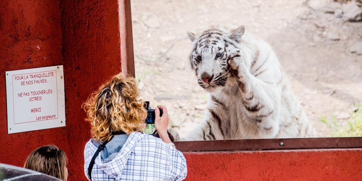 圖中女子正在法國一家動物園中給玻璃幕後面的白老虎拍照，一旁標語則寫著「禁止觸碰」。人們進入野生動物籠舍自拍的事件讓大眾感到困惑：怎麼會有人這麼傻？PHOTOGRAPH BY JO-ANNE MCARTHUR