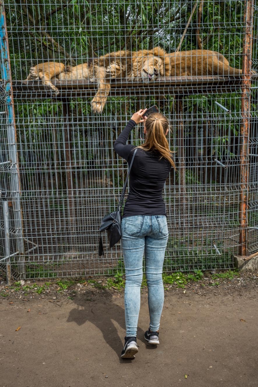 立陶宛一家動物園內，一位女子為籠內睡著的獅子拍照。電視與社群媒體上滿滿得都是人們親身與大貓互動的畫面，這些有爭議的互動可能帶給人們「大型掠食者其實沒那麼危險」的錯誤觀念。PHOTOGRAPH BY JO-ANNE MCARTHU