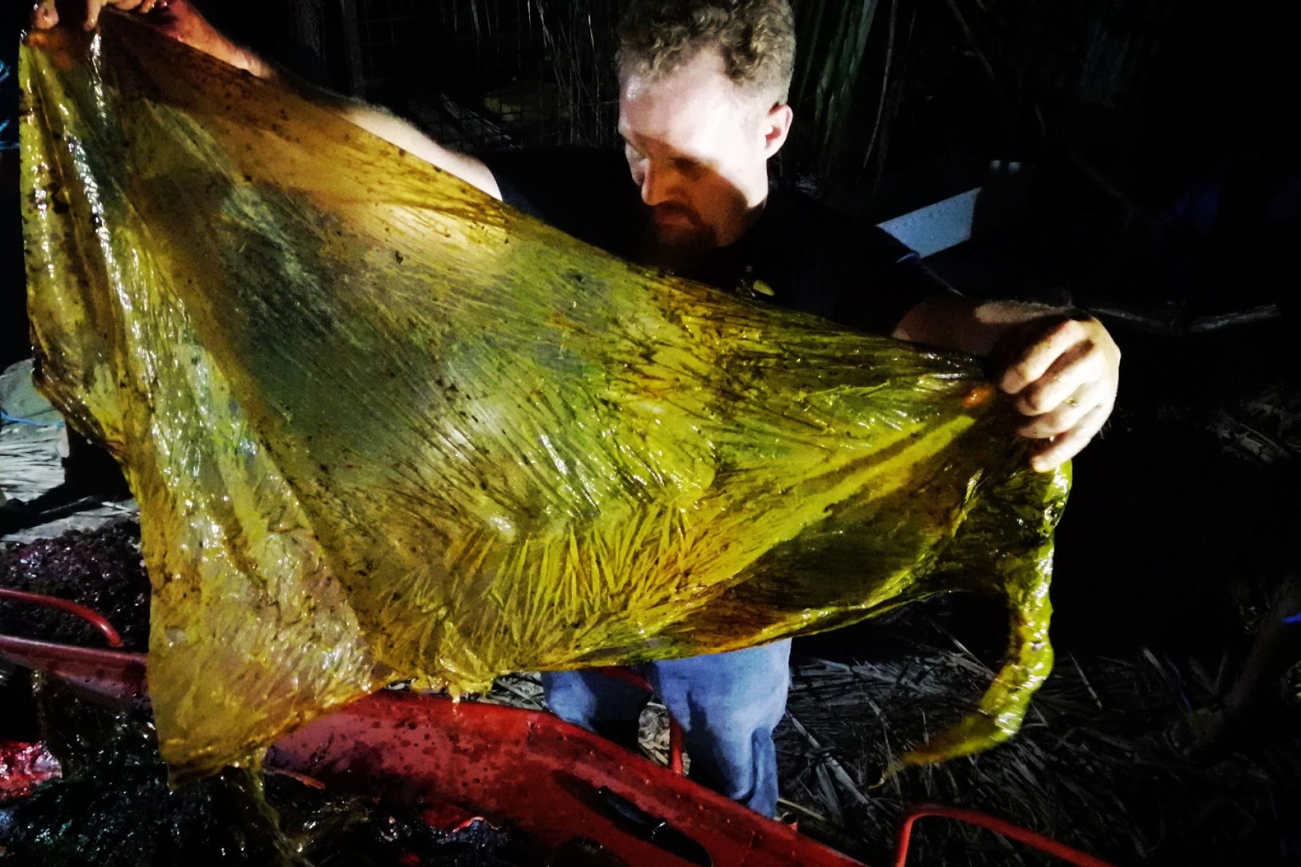 3月16日，星期六，一頭年輕的柯維氏喙鯨（Cuvier’s beaked whale）死於菲律賓的達沃灣（Davao Gulf），研究人員從從牠的胃中挖出約40公斤的塑膠垃圾。這隻鯨魚是餓死的，因為牠胃裡的塑膠垃圾導致牠無法正常進食。PHOTOGRAPH BY MARY GAY BLATCHLEY, D'BONE COLLECTOR MUSEUM