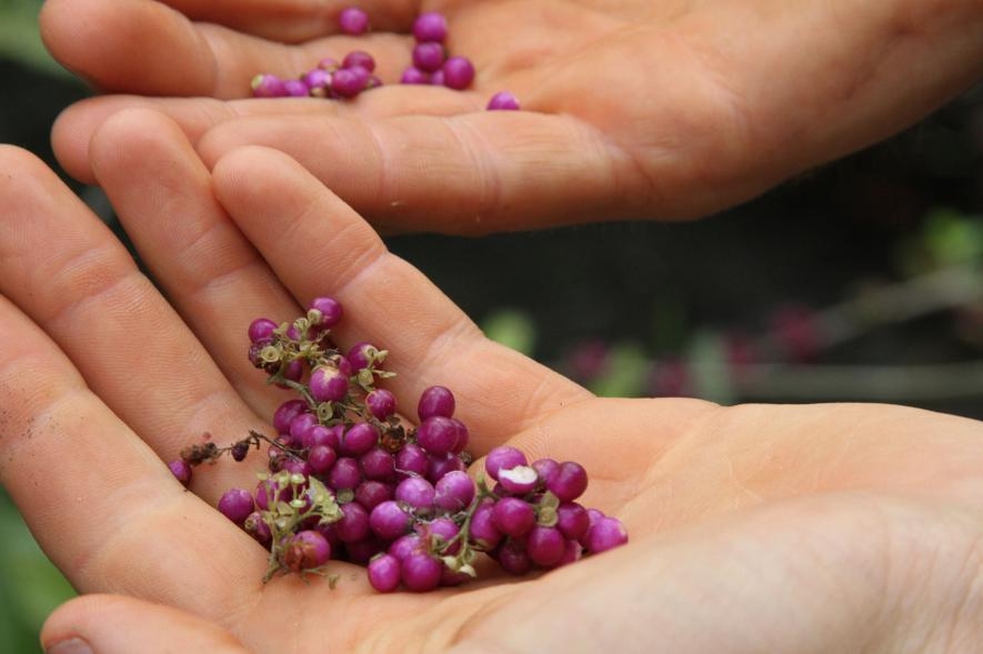 美洲紫珠（Callicarpa americana）是口感清脆的可食野果，有溫和的花香餘味。 PHOTOGRAPH BY JASON SCHMITT