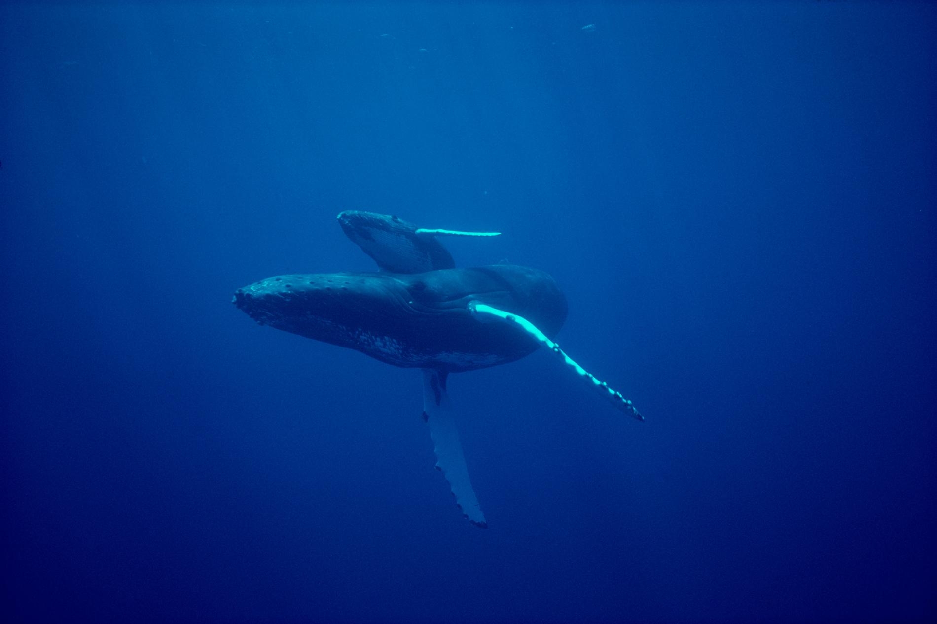 一對座頭鯨母子在夏威夷周邊海域優游。這種哺乳動物每年夏天會在這個區域生產和養育下一代 PHOTOGRAPH BY FLIP NICKLIN, MINDEN PICTURES/NAT GEO IMAGE COLLECTION