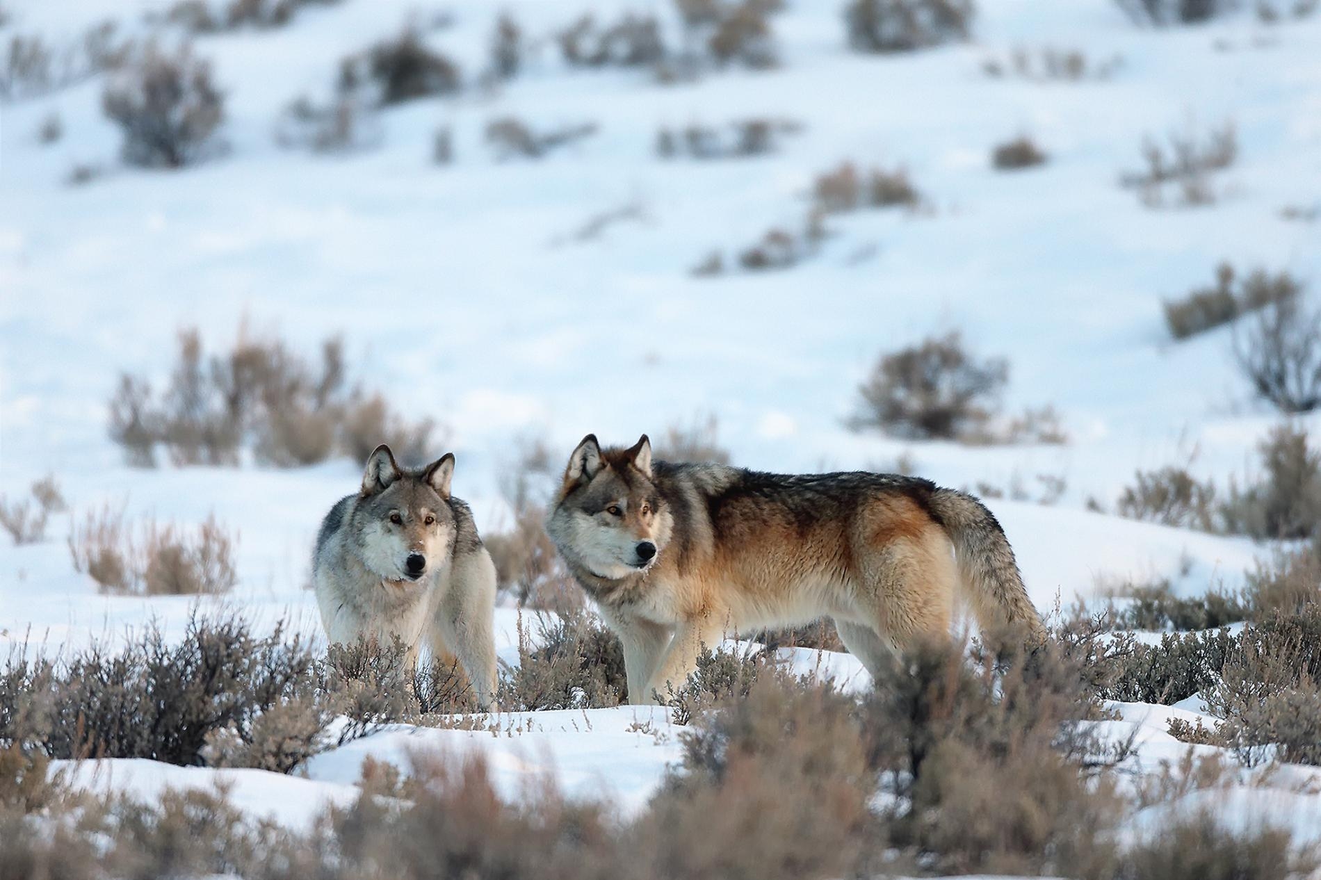 兩頭灰狼走過黃石國家公園的雪地。這些動物於1990年代重新引進該區。PHOTOGRAPH BY ROBBIE GEORGE, NAT GEO IMAGE COLLECTION