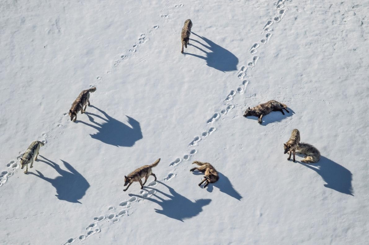 在黃石的鵜鶘山谷，一群狼調查灰熊的足跡。PHOTOGRAPH BY RONAN DONOVAN, NAT GEO IMAGE COLLECTION