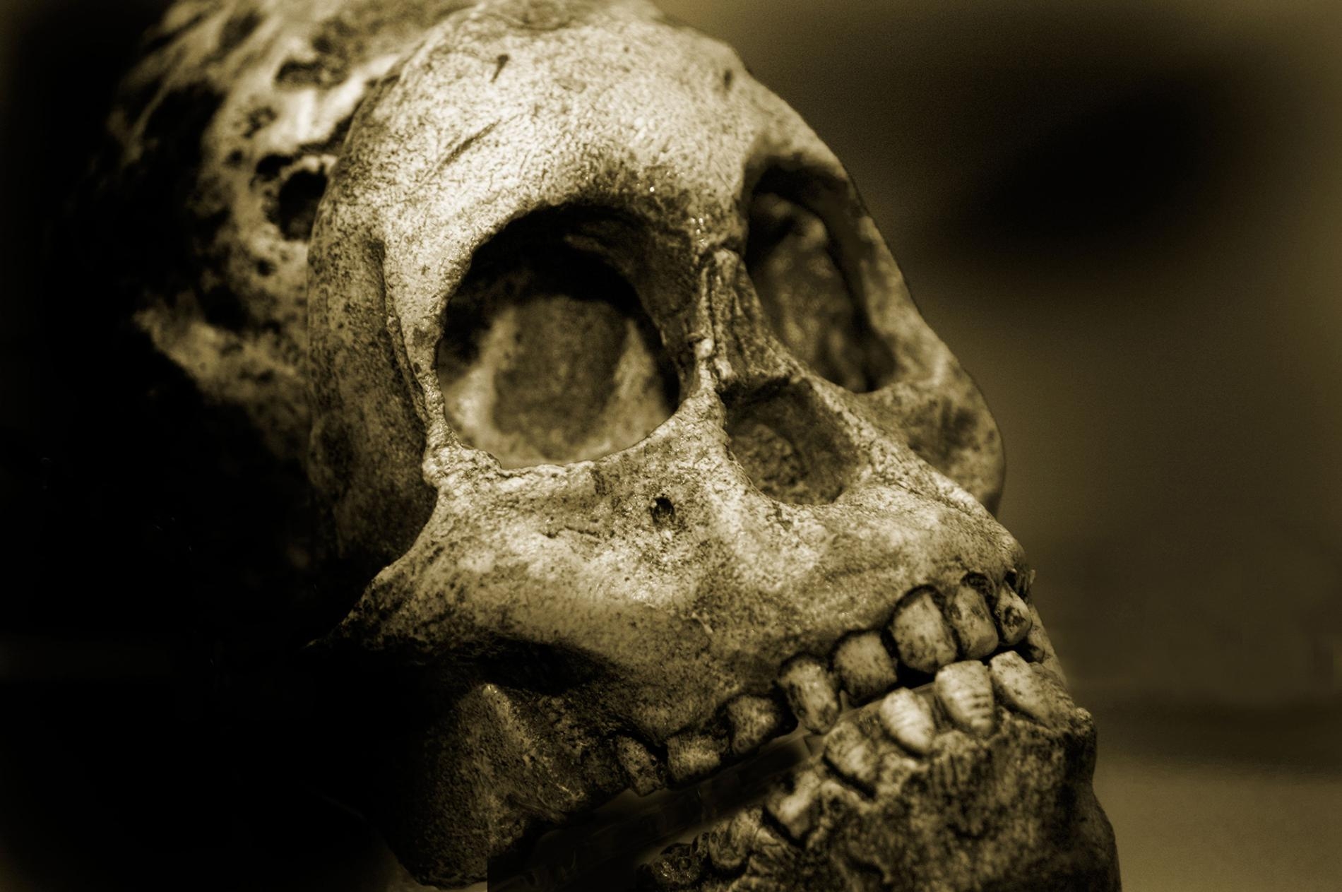在各種人類物種歷史的大部分時間裡，咀嚼食物造成的牙齒磨損導致齒列與顎骨沿著齒緣對齊，例如照片中這顆尼安德塔（Neanderthal）男性的顱骨。PHOTOGRAPH BY LIGHTREIGN, ALAMY