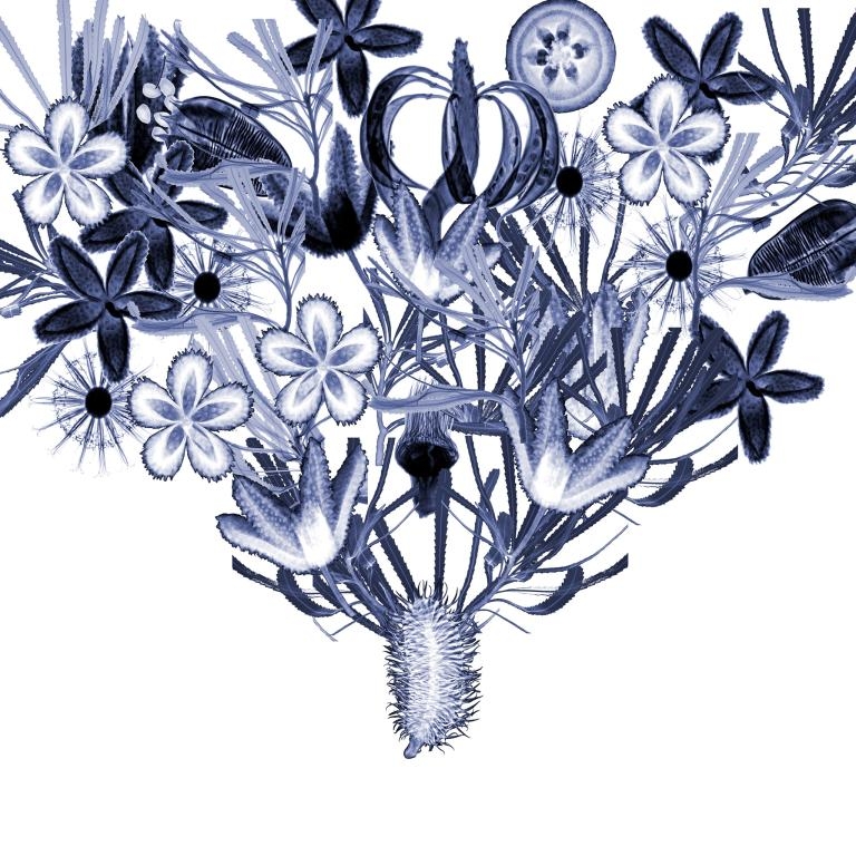 這幅X光影像拼貼展現了多種澳洲特有植物，包括班克西木和桉樹。杜荷提說，藍色也部分象徵著低溫保存的處理過程，而低溫保存則是種子保存理論的核心。PHOTOGRAPH BY DORNITH DOHERTY