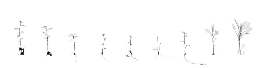 杜荷提用她在科羅拉多州科林斯堡國家遺傳資源保存中心（National Center for Genetic Resources Preservation）所拍攝的抗疫病馬鈴薯無性繁殖苗的X光影像製作出這幅數位拼貼影像。PHOTOGRAPH BY DORNITH DOHERTY