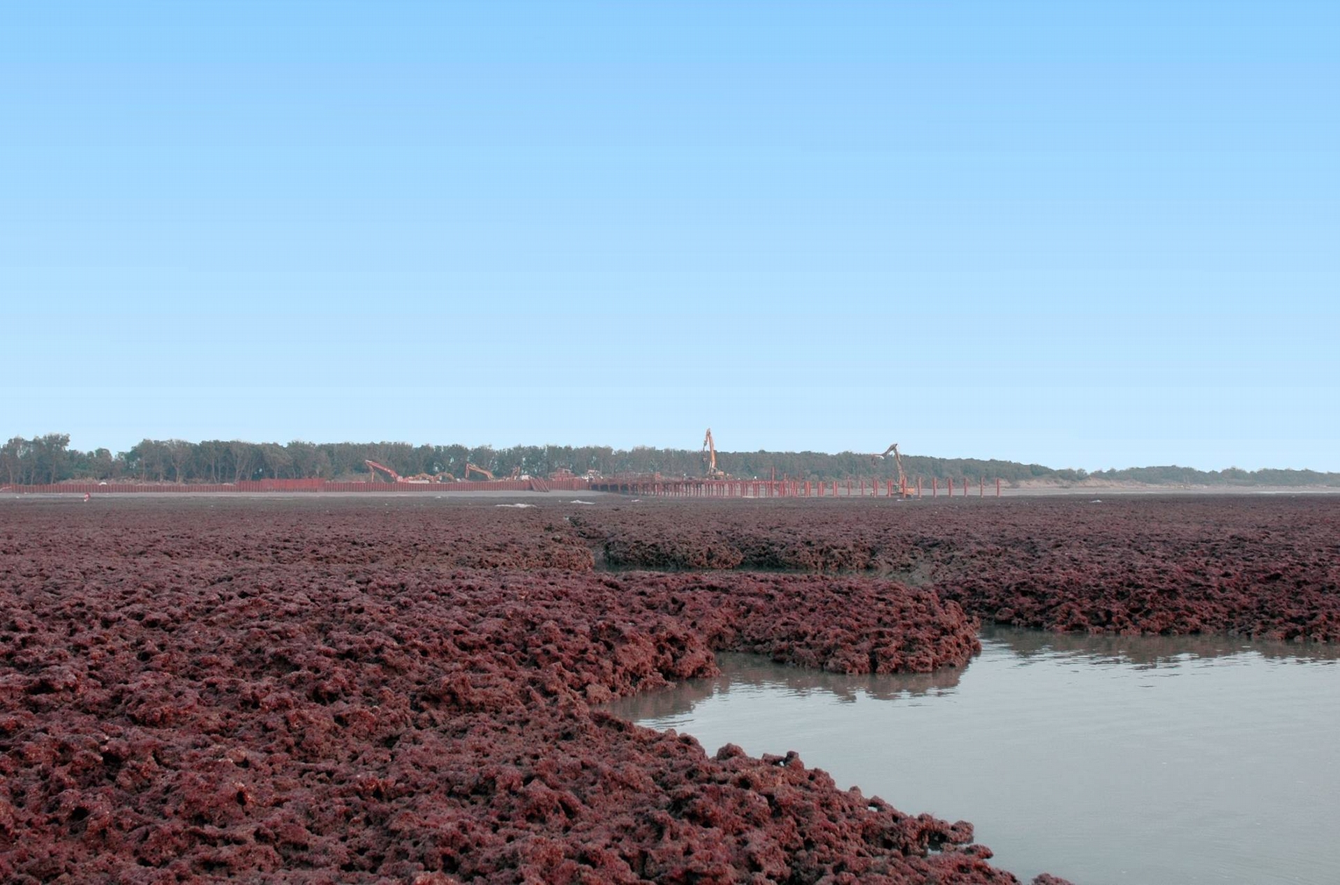 每年3至4月是殼狀珊瑚藻生長最旺盛的時候，那時原本烏黑的礁岩就會轉為紅通通一片。照片後方可見到觀新藻礁2007年的開發工程。Photograph courtesy of Mission Blue