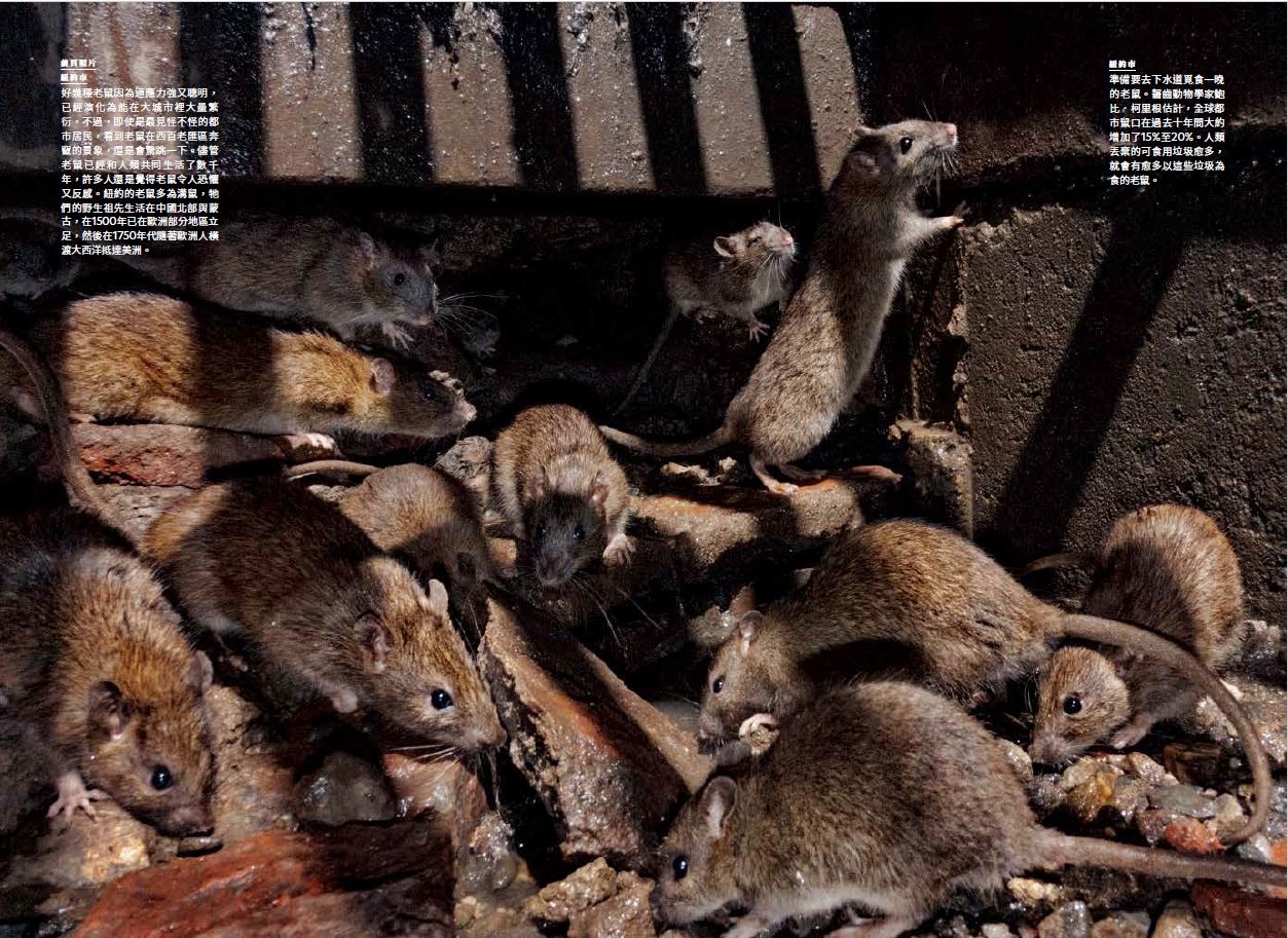 全球都市鼠口在過去十年間大約增加了15%至20%。人類丟棄的可食用垃圾愈多， 就會有愈多以這些垃圾為食的老鼠。