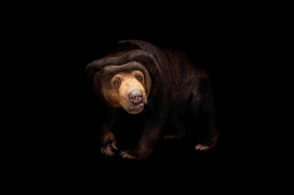「表情模仿」向來被認為是人類與大猩猩的專屬絕技，不過馬來熊顯然也精於此道。 PHOTOGRAPH BY JOEL SARTORE, NATIONAL GEOGRAPHIC PHOTO ARK