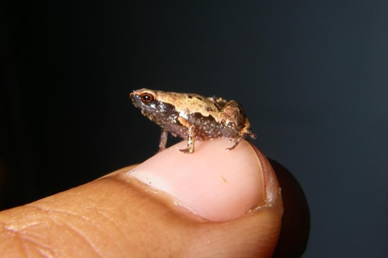成年的雄性最小迷你蛙。這種蛙也是全世界數一數二小的蛙，坐在人類指甲上還綽綽有餘。PHOTOGRAPH BY DR. ANDOLALAO RAKOTOARISON