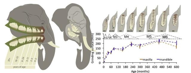 換大象嘴裡的臼齒（molar，簡稱M）一輩子更換六次，第一副牙叫M1，最後一副牙叫M6，右下圖裡的三角形代表牙齒從萌發到脫落的時間點。圖片來源：參考文獻1