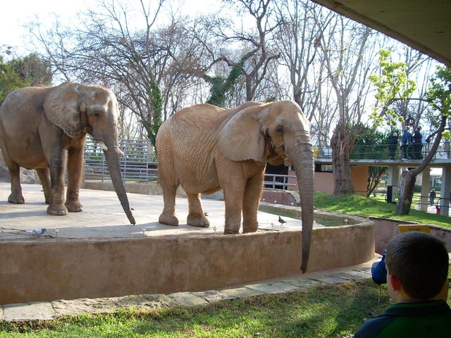 西班牙巴塞羅那動物園中的非洲象。圖片來源：Michelangelo-36/Wikimedia Commons
