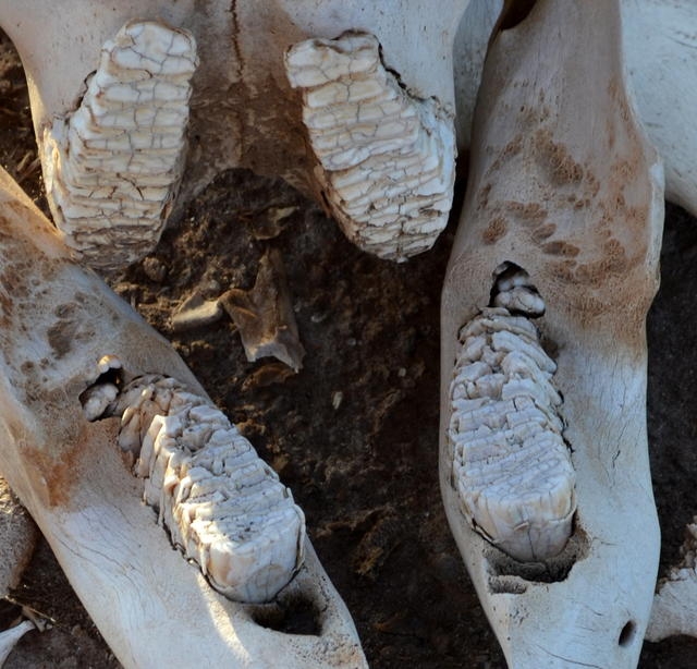 一隻未成年非洲象的牙齒，兩顆下牙後方能看到剛剛萌出的一對新牙。圖片來源：CT Cooper/Wikimedia Commons