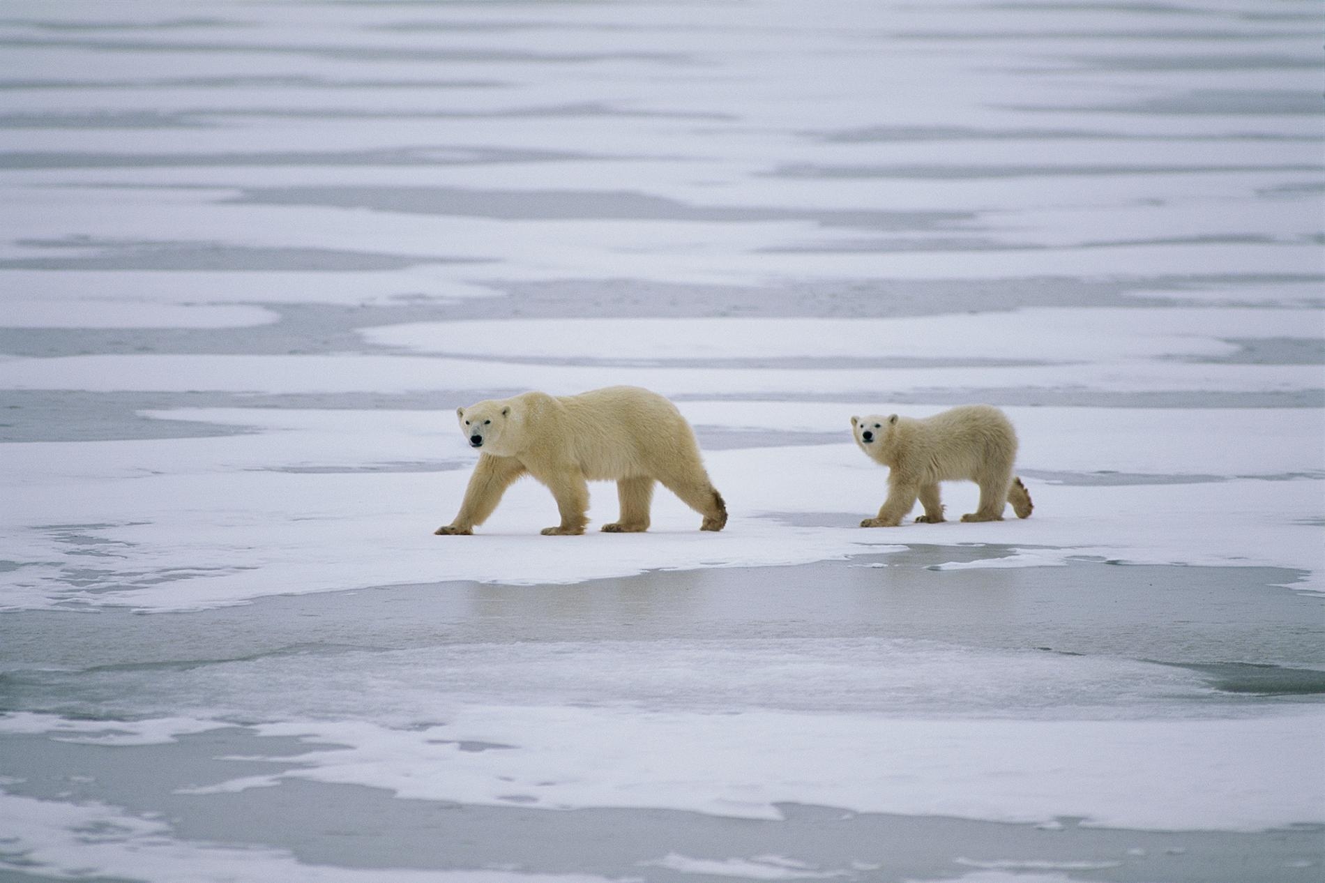 加拿大努納武特地區，一隻母北極熊和她的小熊正橫越一片海冰。