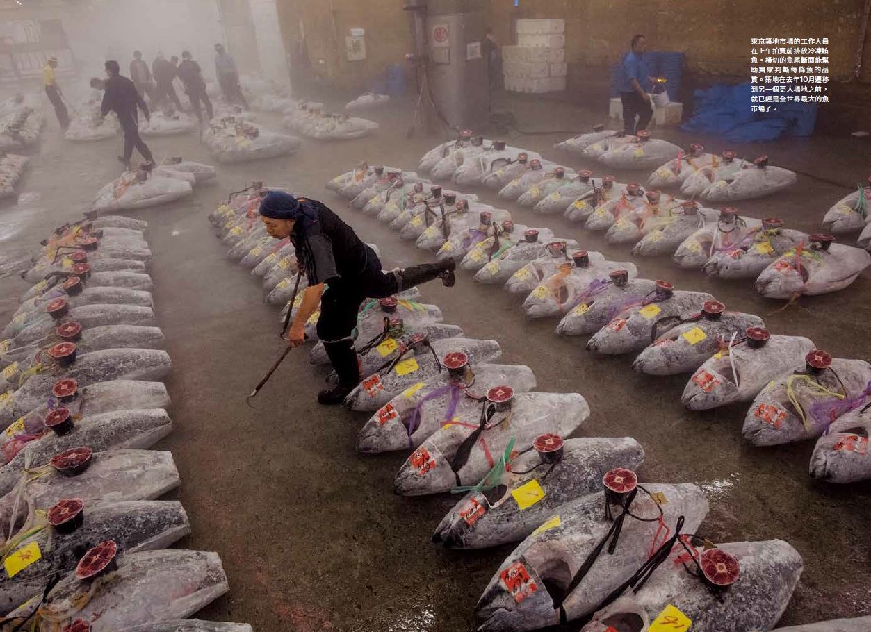 東京築地市場的工作人員在上午拍賣前排放冷凍鮪魚。橫切的魚尾斷面能幫助買家判斷每條魚的品 質。築地曾是全世界最大的魚市場。