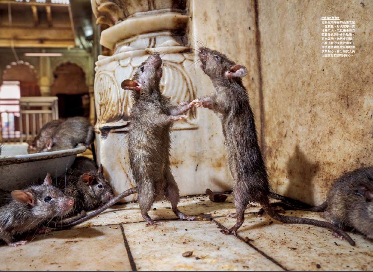 老鼠可能具有同理心。有些老鼠會放棄享用巧克力的機會， 將其他關在籠子裡的老鼠放出來。