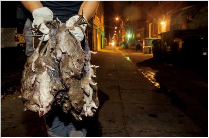 這一綑老鼠屍體，是四隻㹴犬捕鼠一小時的成果；牠們當晚總共殺死了31隻老鼠。這些工作犬非常受歡迎，旁觀民眾常常會替牠們加油。