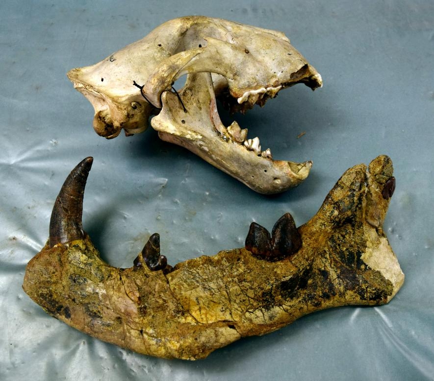 來自肯亞的現代獅子顱骨（上）擺在2,200萬年前的巨獅鬣獸（Simbakubwa kutokaafrika）左下顎骨旁邊。PHOTOGRAPH BY MATTHEW BORTHS 