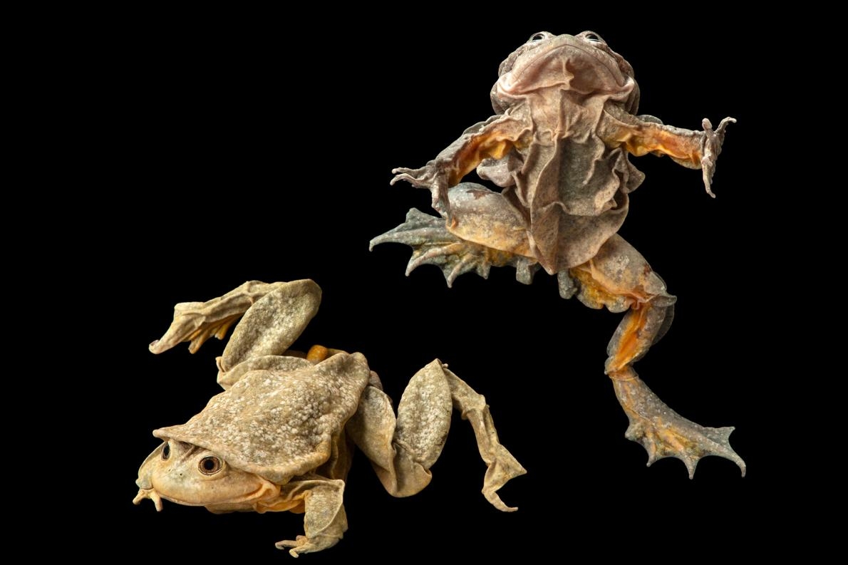 的的喀喀湖蛙因為可以製作成一種稱為「青蛙汁」的壯陽飲料，因此常被盜獵，極度瀕危。PHOTOGRAPH BY JOEL SARTORE, NATIONAL GEOGRAPHIC PHOTO ARK 