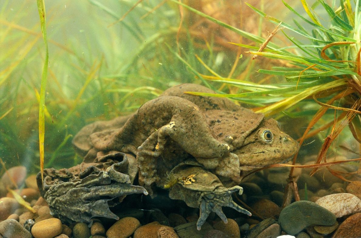 的的喀喀湖蛙是該湖的一種象徵，也是祕魯人的驕傲，這就是為什麼祕魯與玻利維亞的政治人物近年來會一起合作清理這座湖。PHOTOGRAPH BY PETE OXFORD, MINDEN PICTURES/NAT GEO IMAGE COLLECTION 