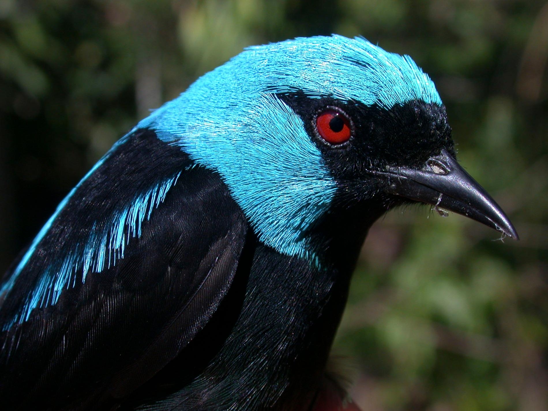 紅腿錐嘴雀（scarlet-thighed dacnis）是在哥斯大黎加發現的鳥類之一，牠們可能受到了熱帶雨林轉變為咖啡種植園的影響。新的研究發現，雖然咖啡種植園的樹蔭對某些鳥類有幫助，但它們並不足以停止其它種鳥類的減少。PHOTOGRAPH BY ÇAĞAN ŞEKERCIOĞLU