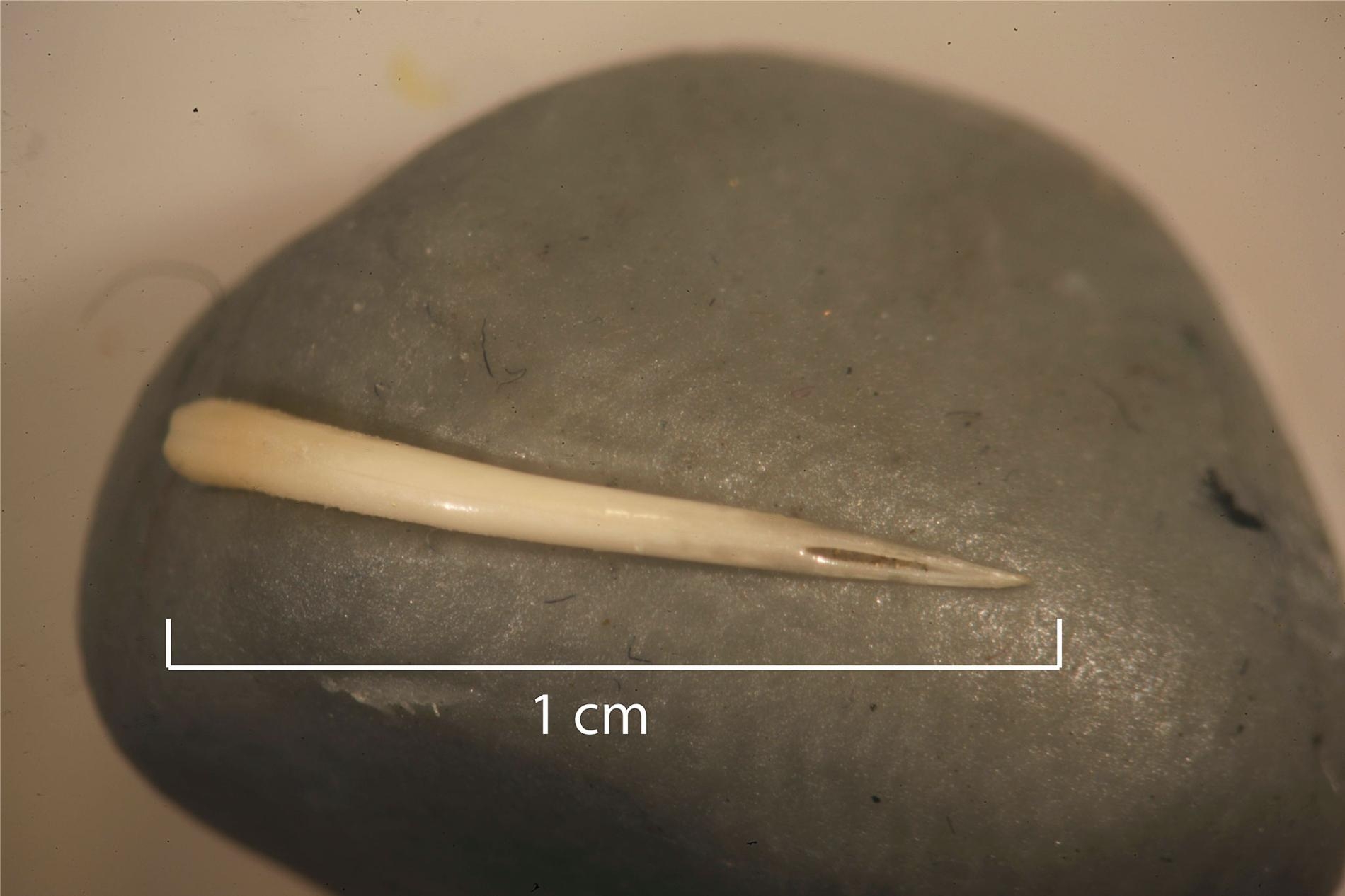 這根保留在史前糞化石中的毒牙，可能屬於響尾蛇或銅頭蝮。PHOTOGRAPH COURTESY ELANOR SONDERMAN 