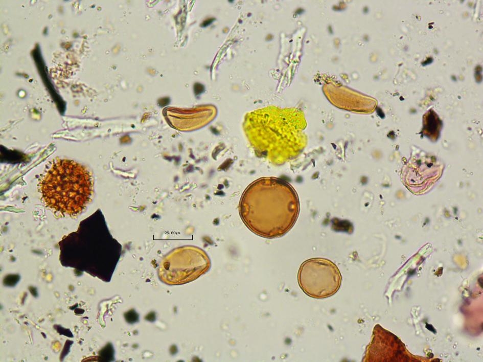 研究人員也分析了糞化石裡找到的花粉，顯示這個人吃了絲蘭的花。PHOTOGRAPH COURTESY OF CRYSTAL DOZIER