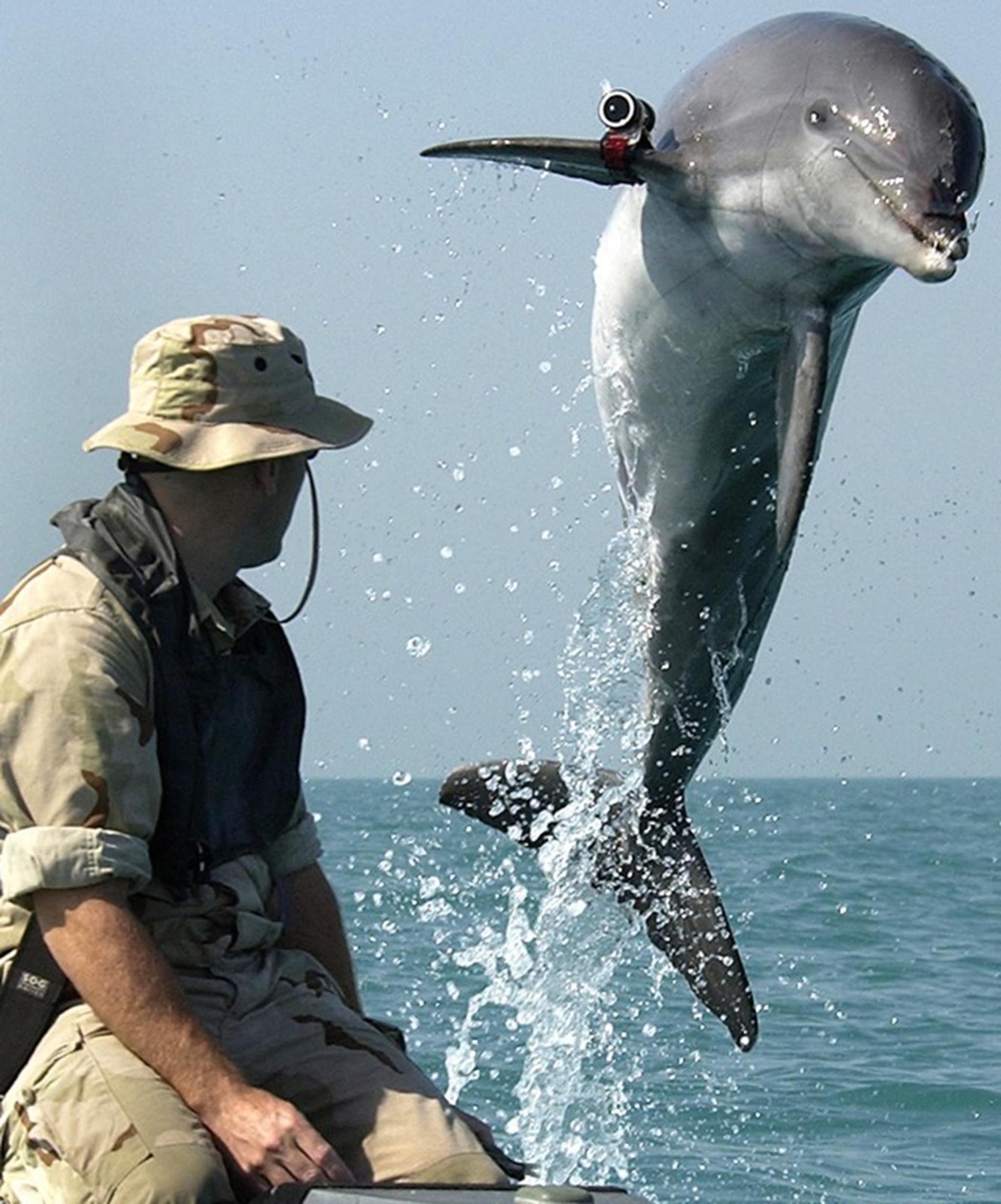在美國海軍於波斯灣的一場訓練活動期間，一隻名叫「阿K」（K-Dog）的瓶鼻海豚跳出水面。PHOTOGRAPH BY PETTY OFFICER FIRST CLASS BRIAN AHO, U.S. NAVY 
