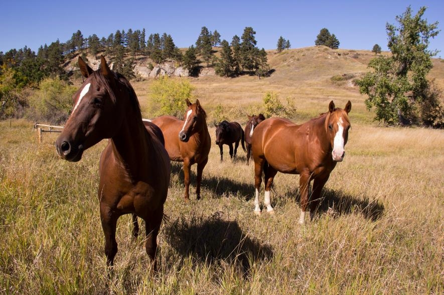 在南達科他州貝爾福什（Belle Fourche）的牧場上眺望的馬匹。尋找家馬起源之旅仍在繼續。PHOTOGRAPH BY STEPHEN ST. JOHN, NAT GEO IMAGE COLLECTION