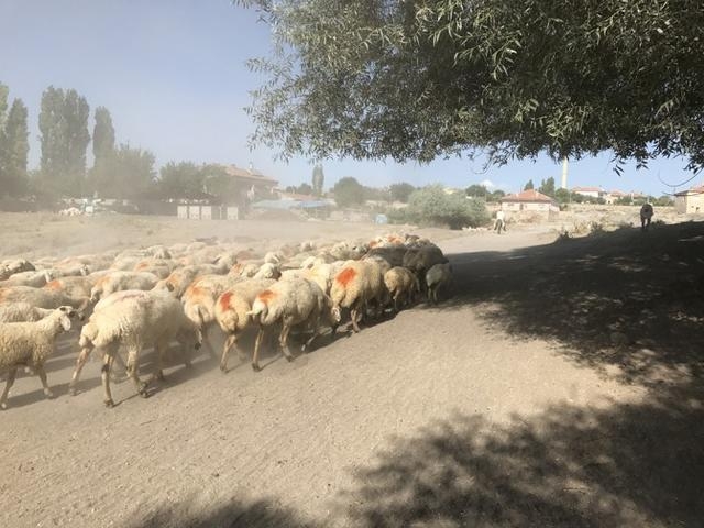 遺址附近的羊群| 參考文獻1