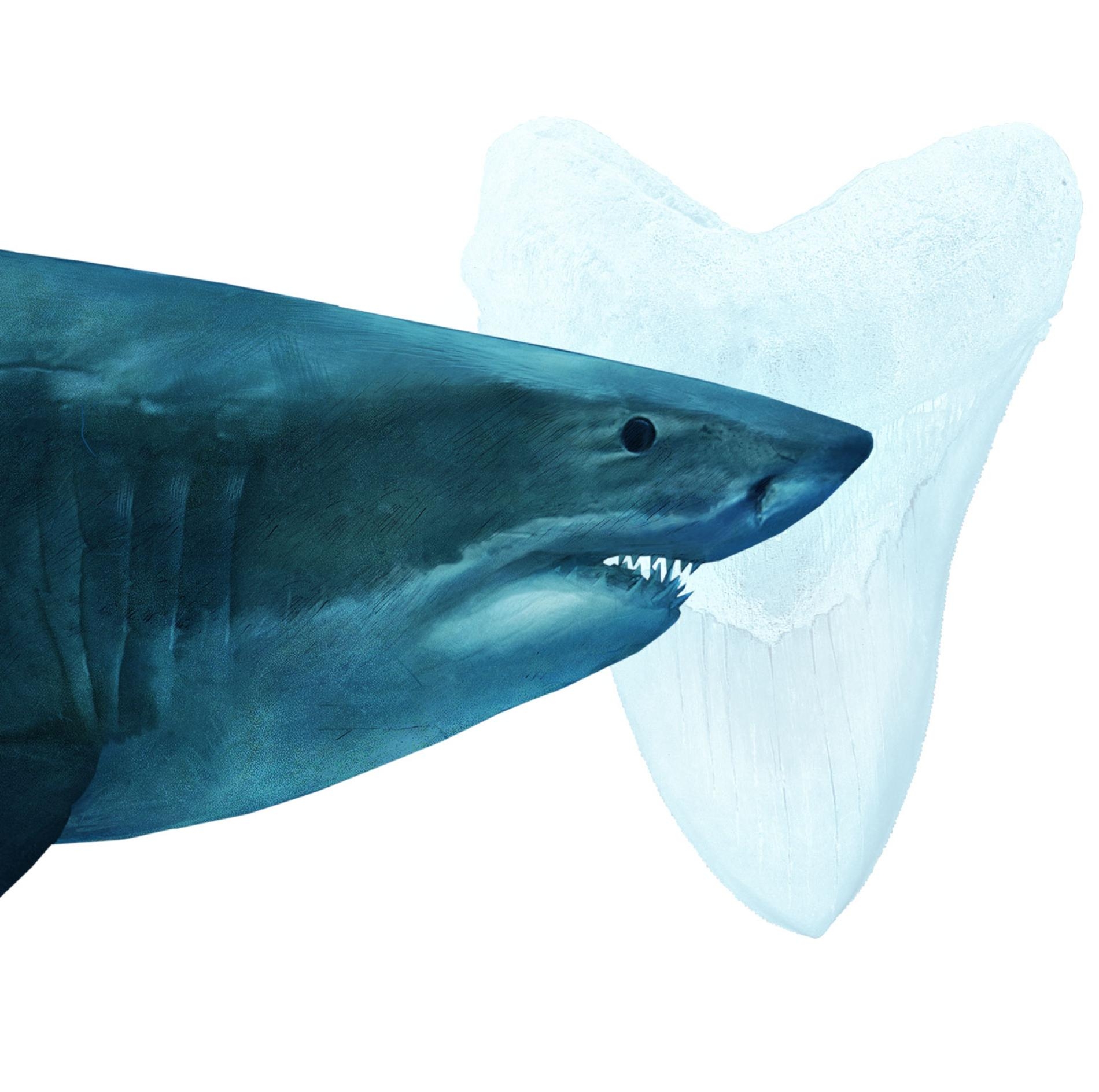 巨齒鯊確定是滅絕了──要怪的可能就是大白鯊- 國家地理雜誌中文網