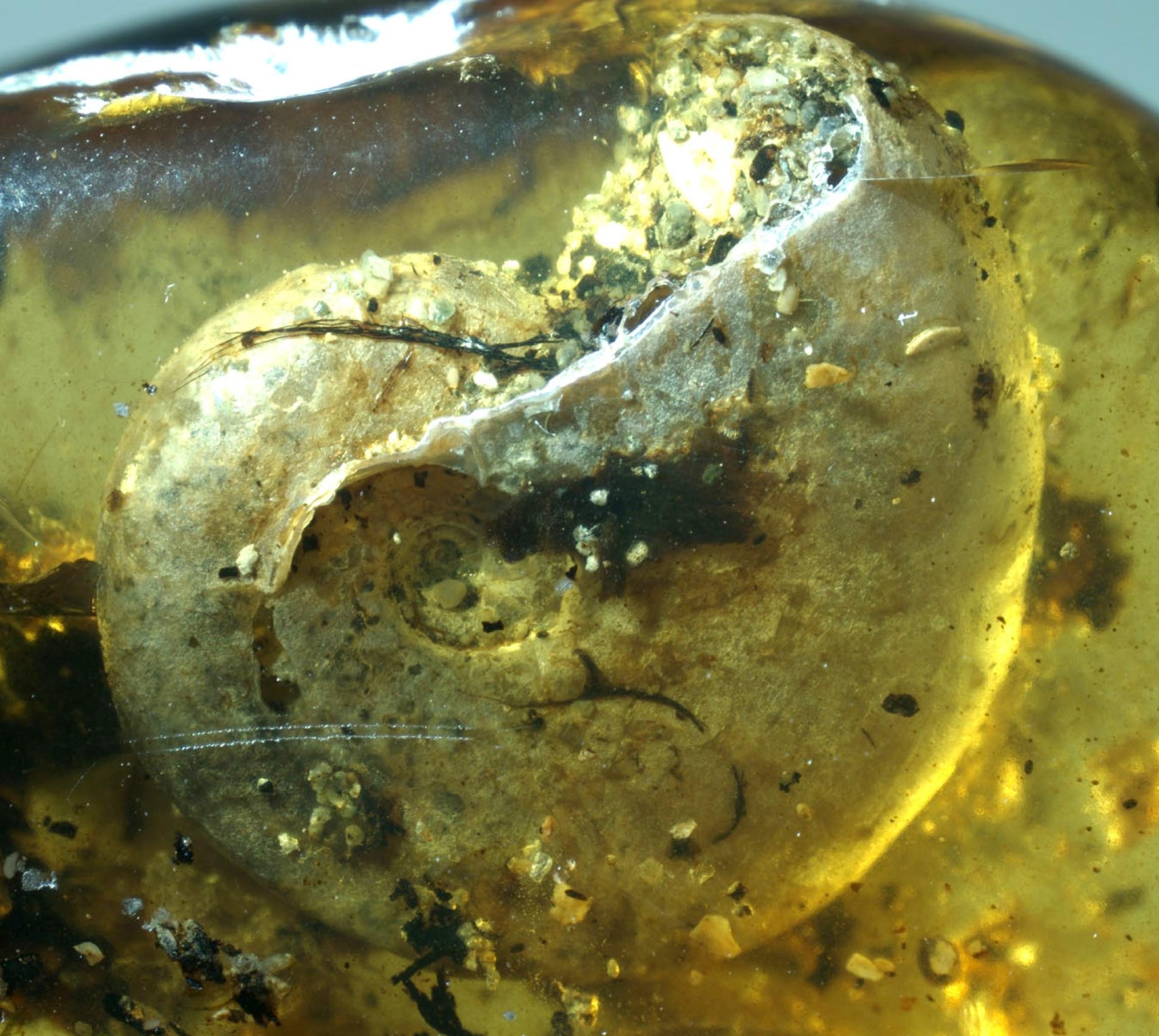 這枚殼屬於一種叫菊石（ammonite）的白堊紀海洋軟體動物。不知怎麼的，這隻菊石的殼最後被埋葬在樹脂裡，並形成一塊極為罕見的琥珀。 PHOTOGRAPH BY BO WANG