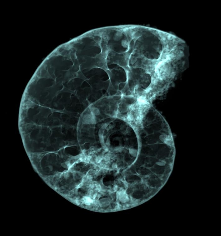 高解析度掃描顯現出菊石的內部構造。研究人員認為這隻菊石屬於<i>Puzosia</i> (<i>Bhimaites</i>)亞屬，牠們最早出現在超過1億年前，並存活到至少9300萬年前。PHOTOGRAPH COURTESY BO WANG