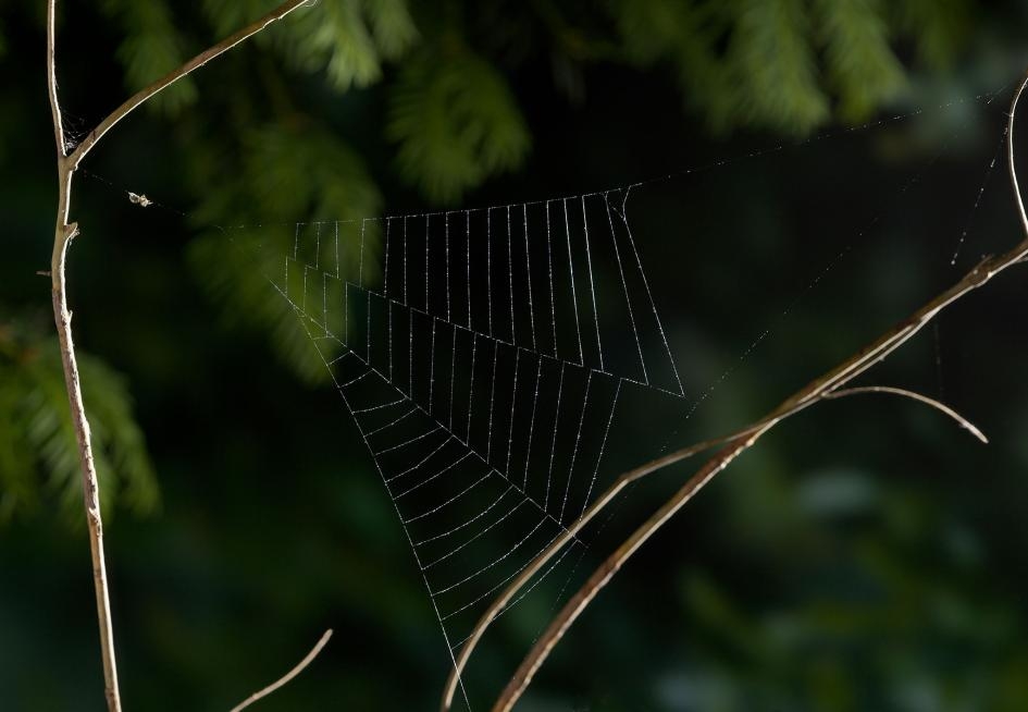 一隻三角蛛屬（<i>Hyptiotes</i>）的蜘蛛在剛結好的網上等待獵物。PHOTOGRAPH BY STEPHEN DALTON, NATURE PICTURE LIBRARY 