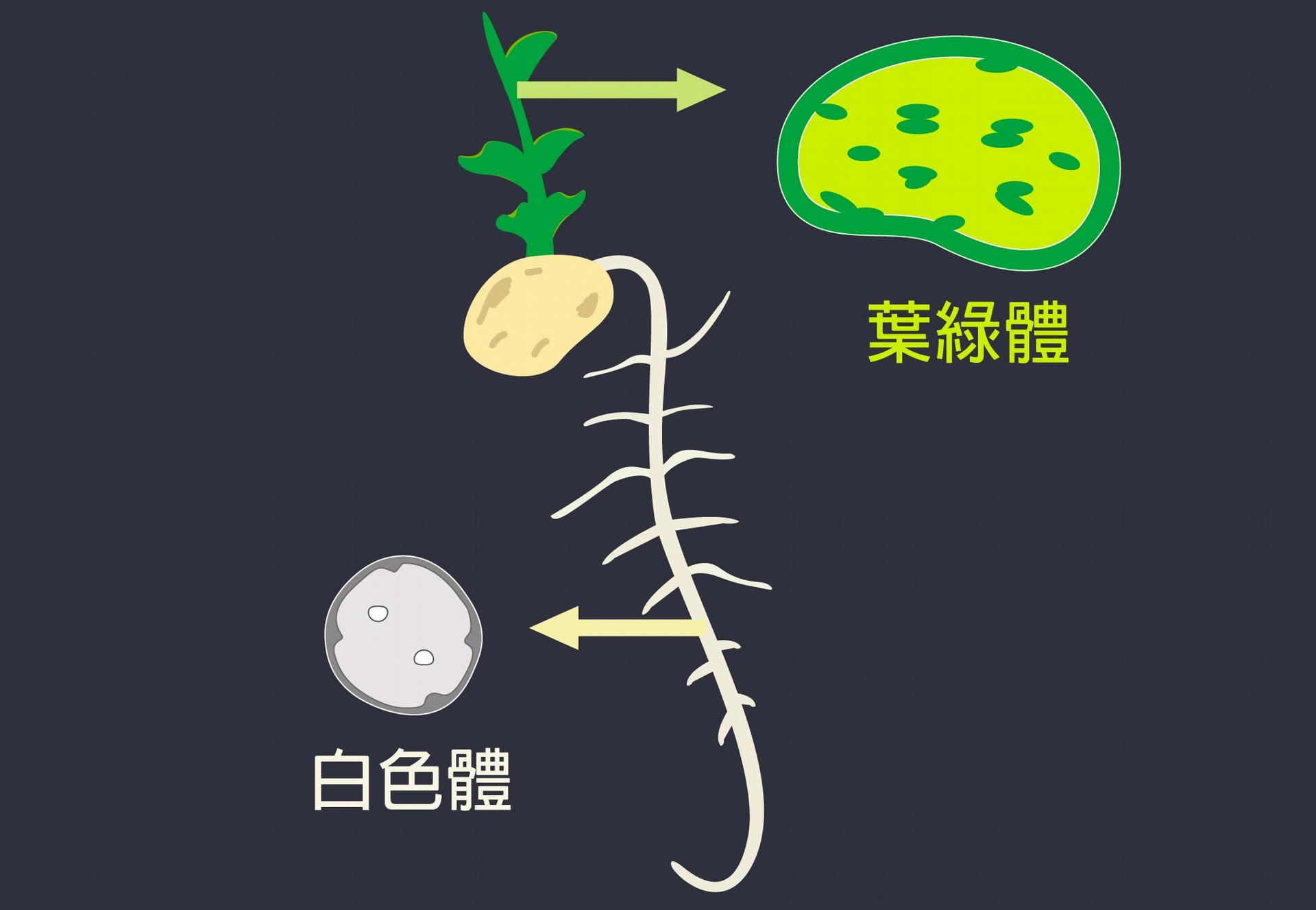 豌豆葉片上的葉綠體與根部的白色體，兩者都是植物的色質體分化而來，所以結構很相似，一樣都具有內外膜的橋樑：TIC236。 圖片重製│林洵安
