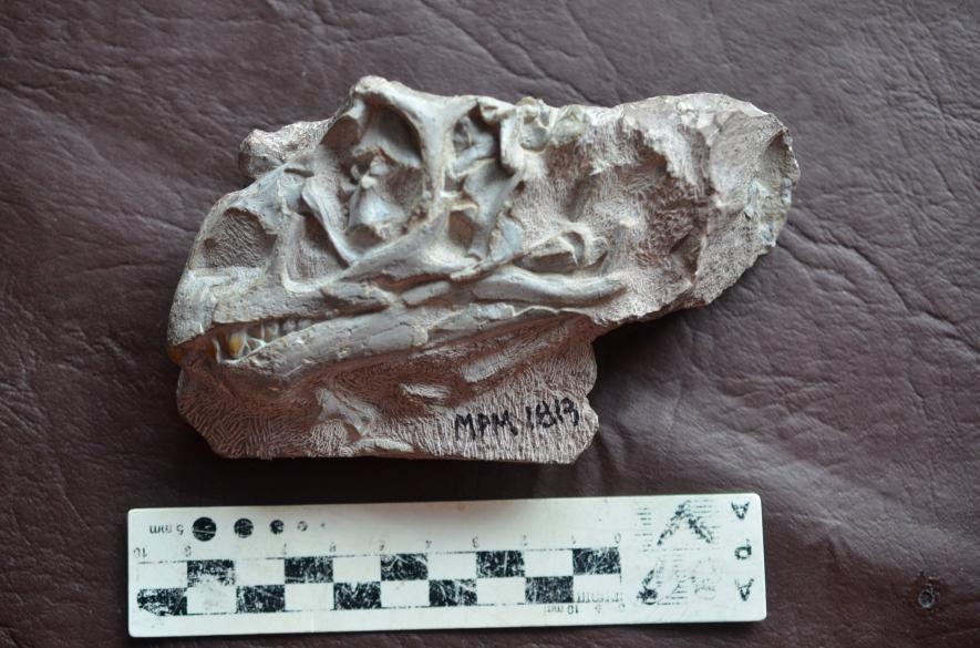 科學家握有鼠龍的個體發展系列化石（ontogenetic series），這是指一整組幾近完整並描繪出恐龍生命三階段的化石，照片中這枚幼獸的頭骨也包含在其中。PHOTOGRAPH BY A. OTERO