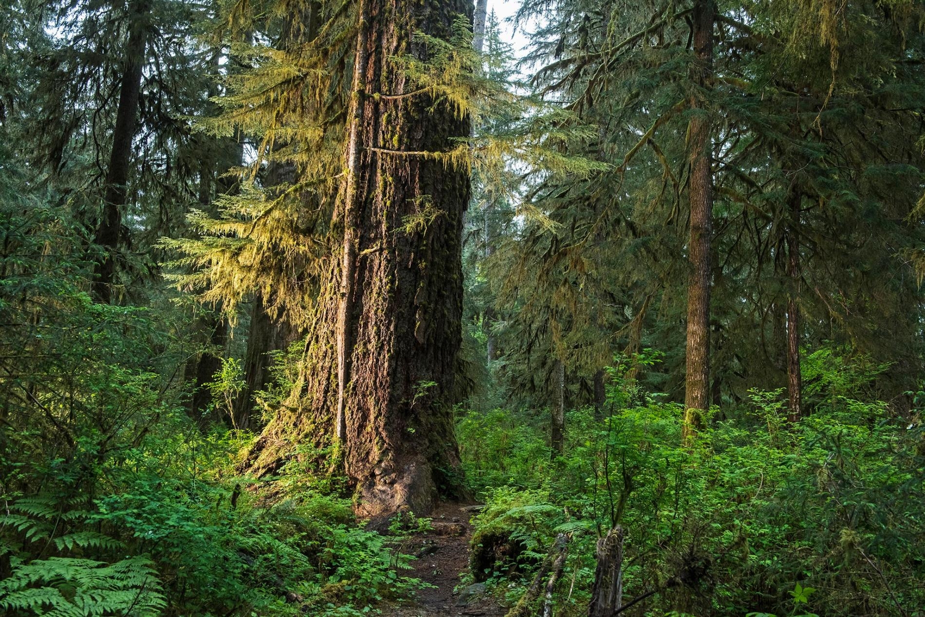 像華盛頓州奧林匹克國家公園的「苔蘚殿堂」（Hall of Mosses）那樣的森林，就是重要的「碳匯」，像這樣的地區吸收的碳多、排放的碳少。PHOTOGRAPH BY KEITH LADZINSKI, NAT GEO IMAGE COLLECTION