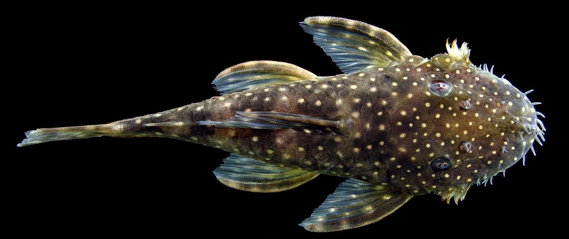 這種學名為<i>Ancistrus leoni</i>的魚類是萊絲莉．迪蘇沙（Lesley de Souza）與合作者新發現的鉤鯰，他們共發現六種新的鉤鯰。這種魚以她的已故同事奧斯卡．里昂．馬塔（Oscar Léon Mata）命名。 PHOTOGRAPHIC COMPOSITE BY JONATHAN W. ARMBRUSTER, COURTESY THE FIELD MUSEUM